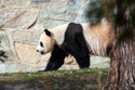 Panda at National Zoo.