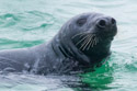 A gray seal checks out the tour boat, Monomoy National Wildlife Refuge, Cape Cod