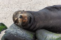 Sea lion uses a rock as a pillow, Punta Suarez, Espanola Island, Galapagos.