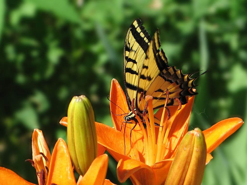 Butterfly on a lilly, Aurora, Colorado.  Click for next photo.