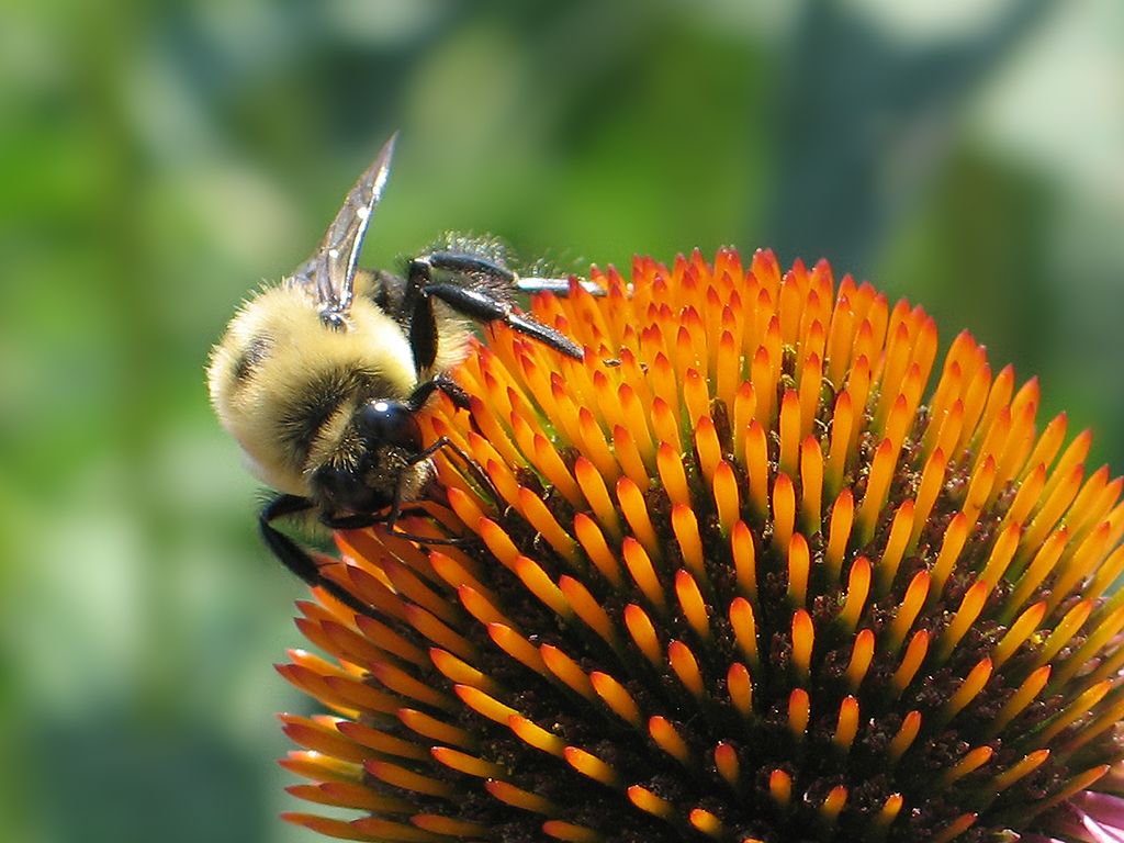 Bee, Kansas City.  Click for next photo.
