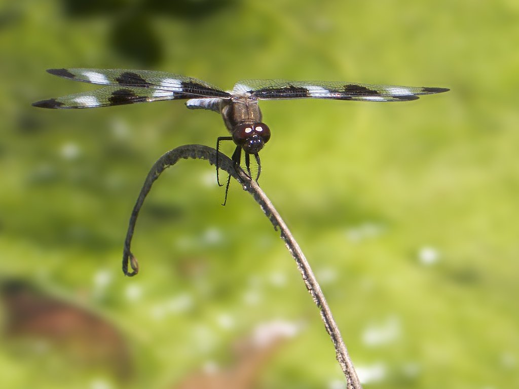 Dragonfly, Lakeside Nature Center, Kansas City.  Click for next photo.