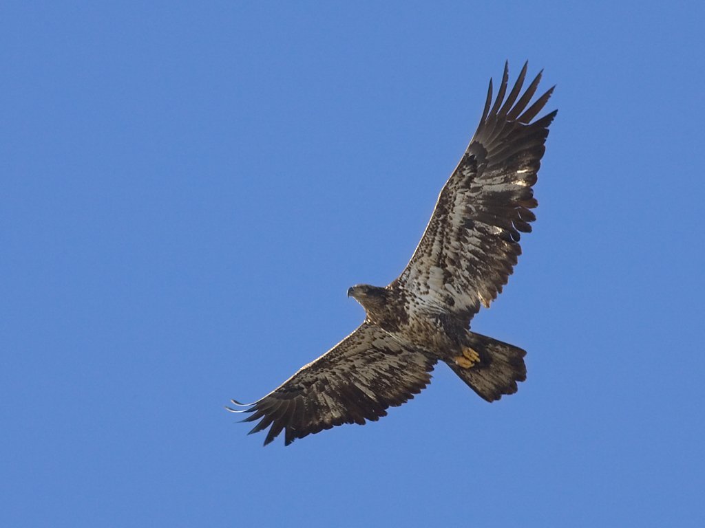 Juvenile Bald Eagle along the Mississippi River, 2005.  Click for next photo.