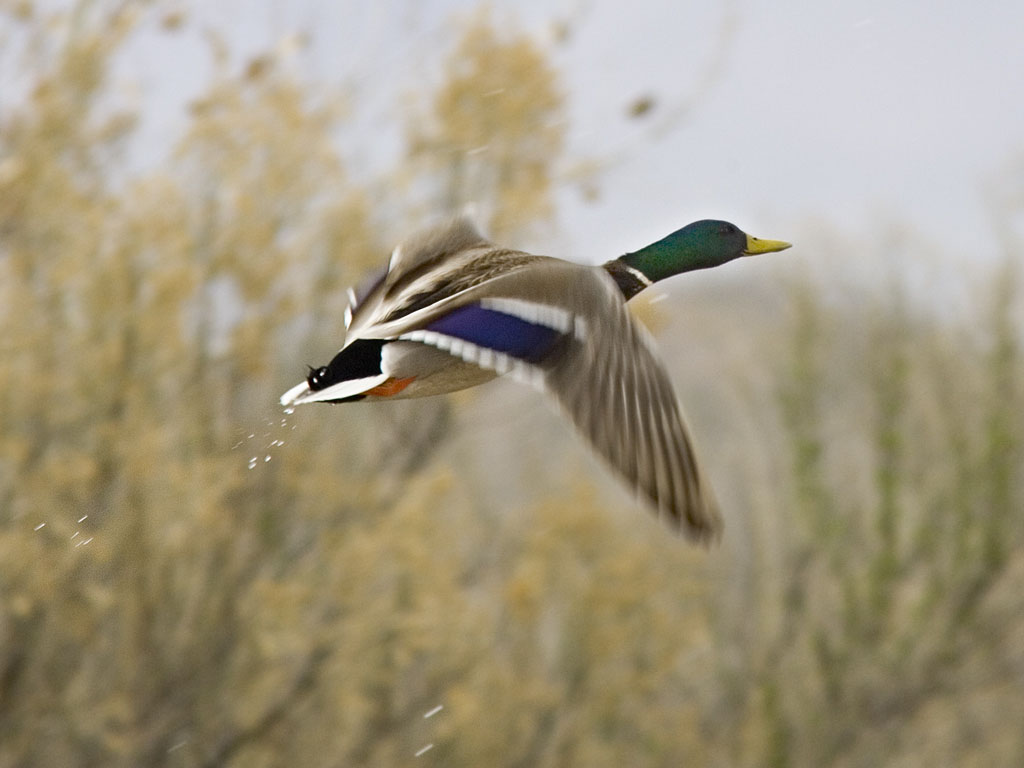 Duck, Bosque del Apache.  Click for next photo.