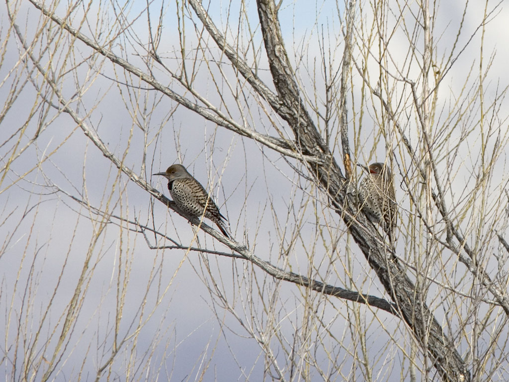 Tree full of flickers (two of four shown here), Bosque del Apache.  Click for next photo.
