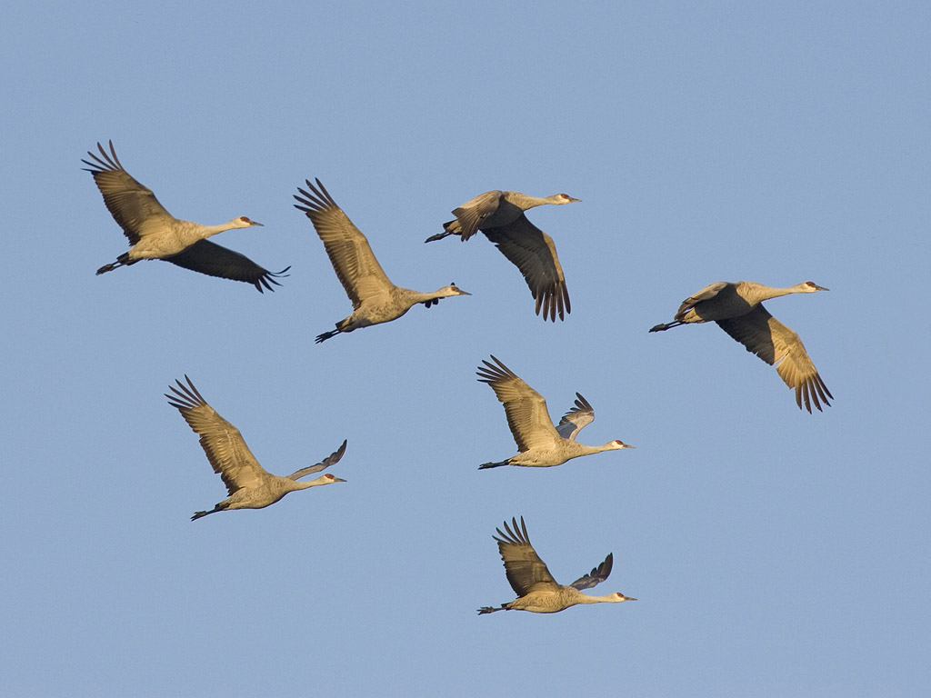 A formation of sandhill cranes, Bosque del Apache.  Click for next photo.