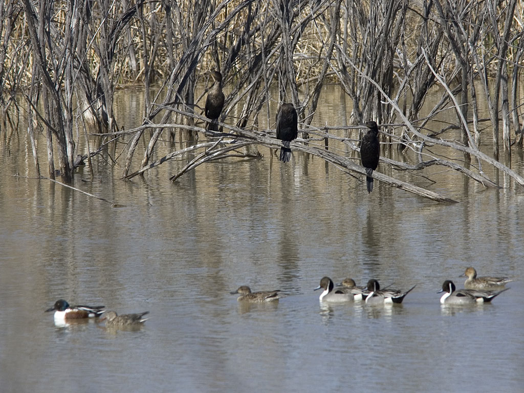 Cormorants watch as ducks swim by, Bosque del Apache.  Click for next photo.