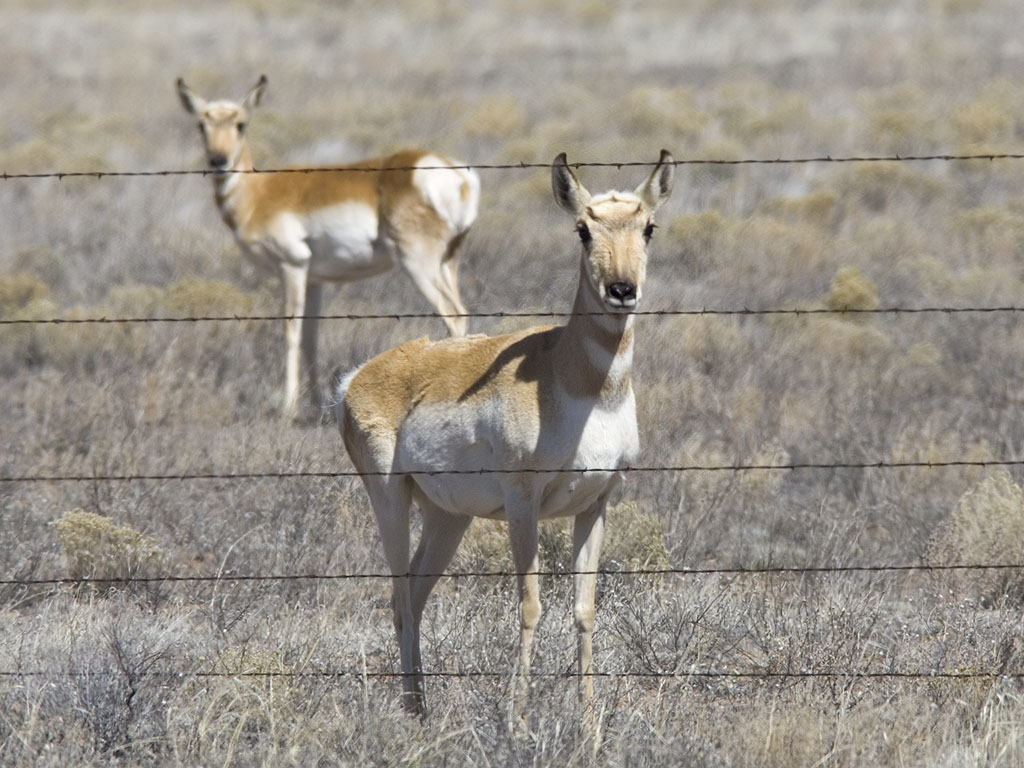 Pronghorns, New Mexico.  Click for next photo.