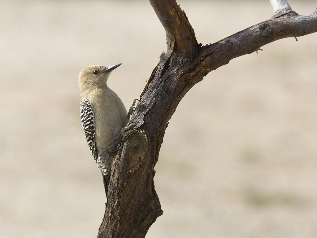 Gila Woodpecker, I-10 rest stop south of Phoenix.  Click for next photo.
