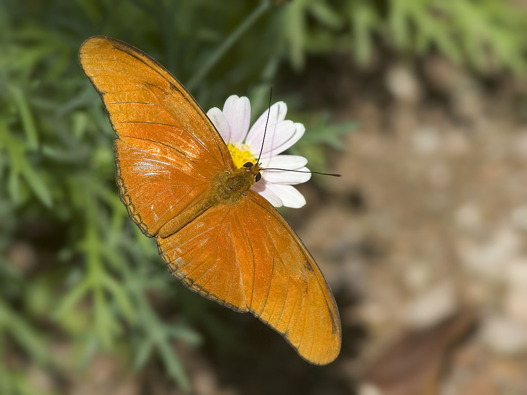 Butterfly, Desert Botanical Garden, Phoenix.  Click for next photo.