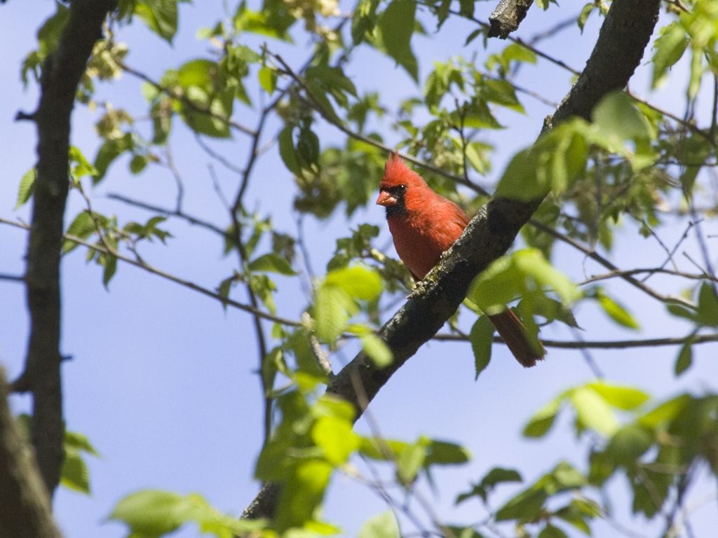 Cardinal, Squaw Creek National Wildlife Refuge, Missouri.  Click for next photo.