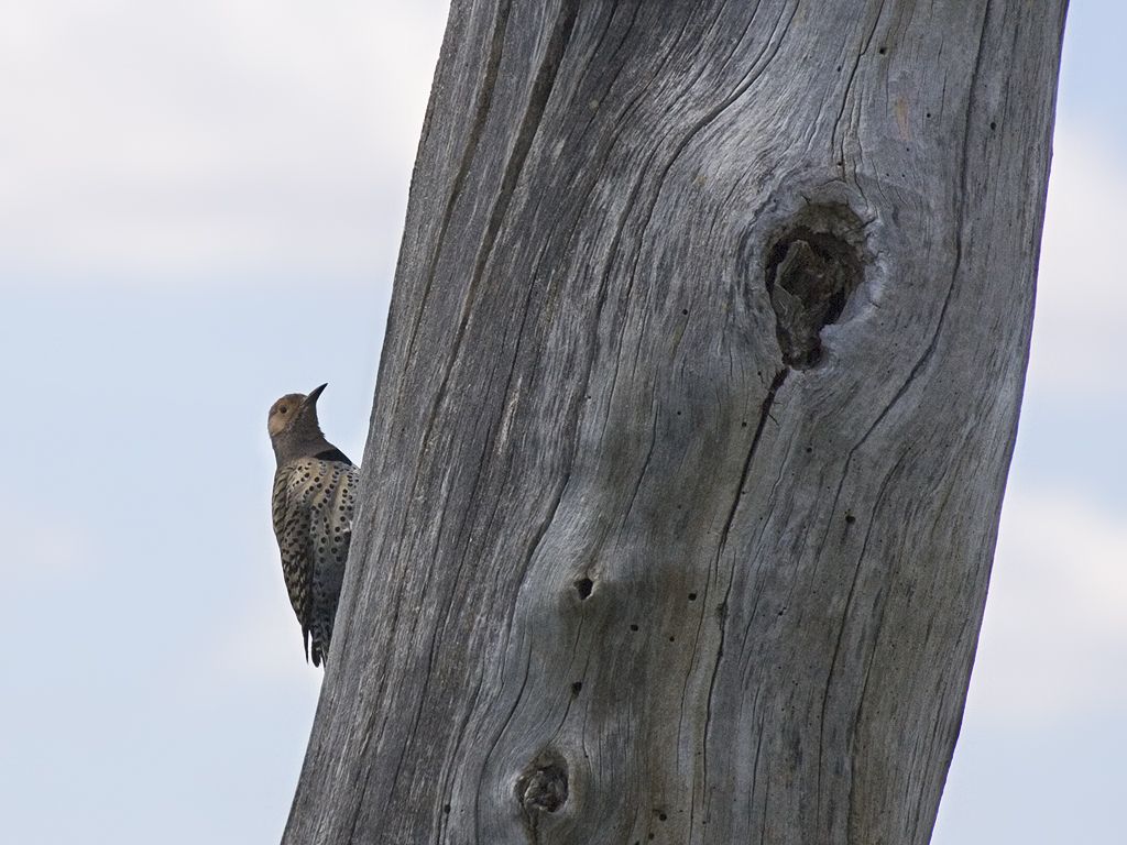 Woodpecker, Squaw Creek NWR, Missouri.  Click for next photo.