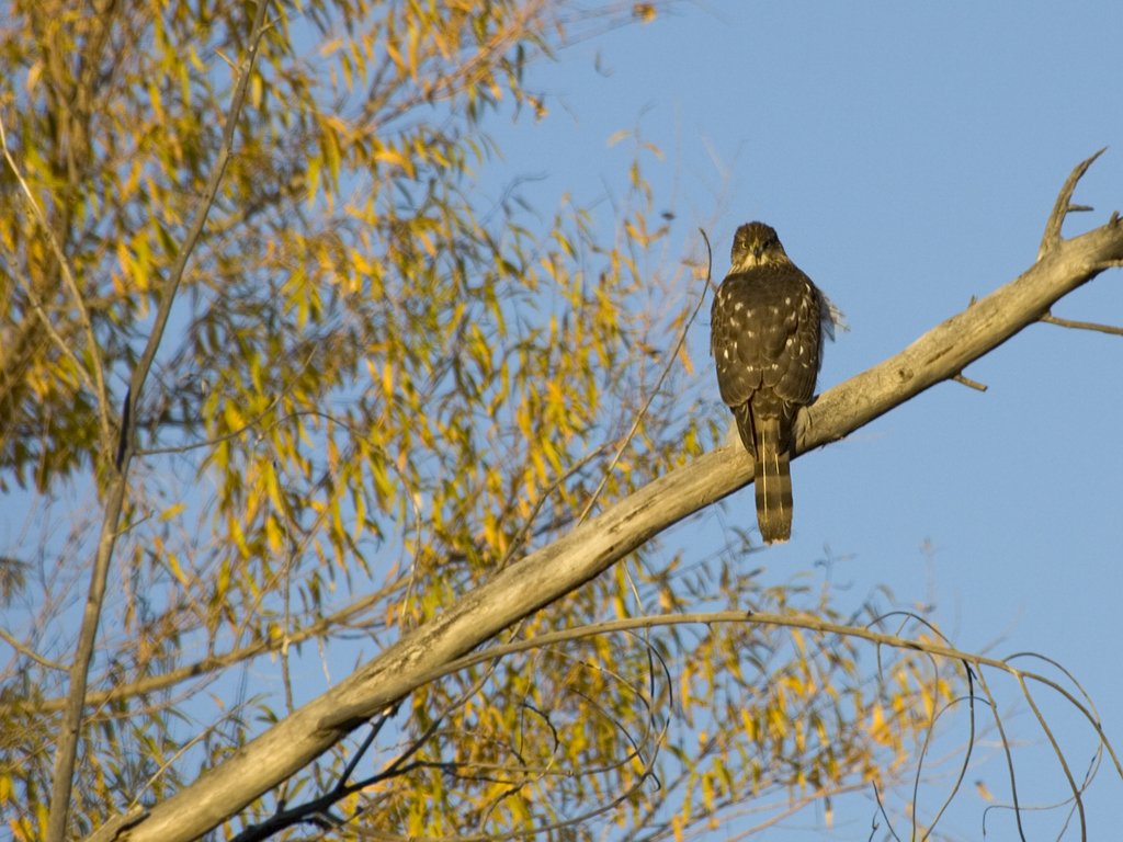 Hawk, I'm guessing broad winged, Bosque del Apache NWR.  Click for next photo.