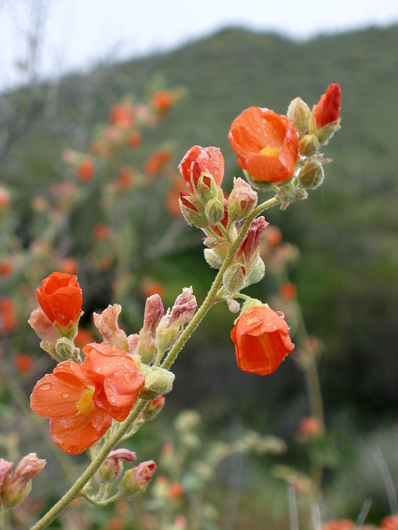Wildflowers near Phoenix.  Click for next photo.