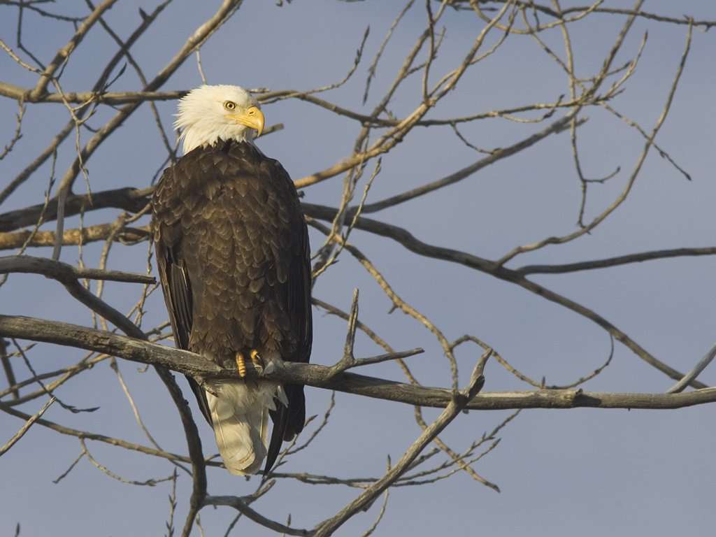 Bald Eagle, Squaw Creek NWR, Missouri, December 2005.  Click for next photo.