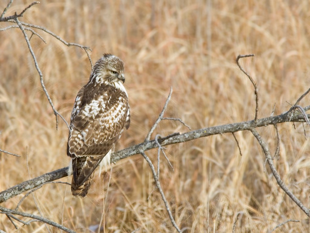Red-tailed Hawk, Squaw Creek NWR, Missouri.  Click for next photo.