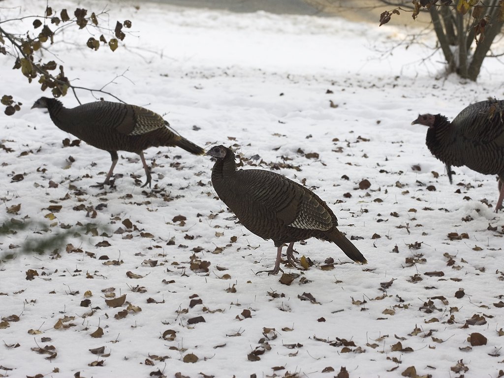 Flock of turkeys in yard.  Click for next photo.