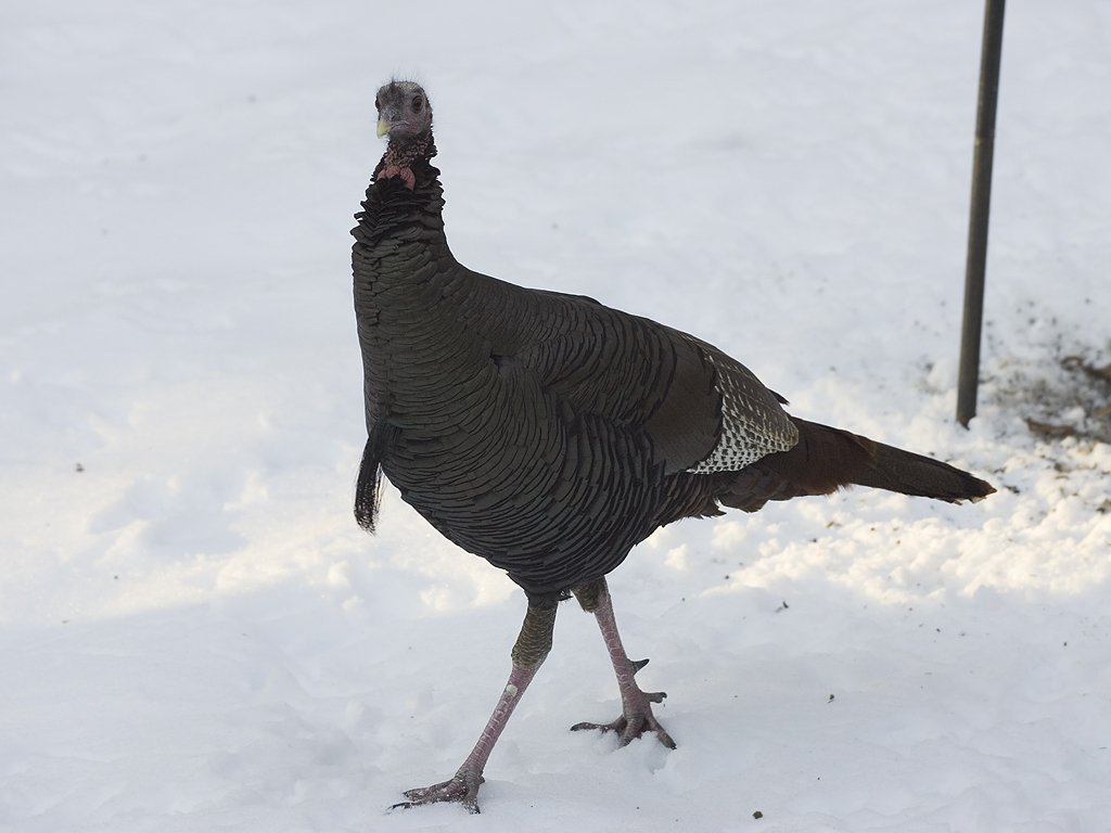 Turkey in back yard.  Click for next photo.