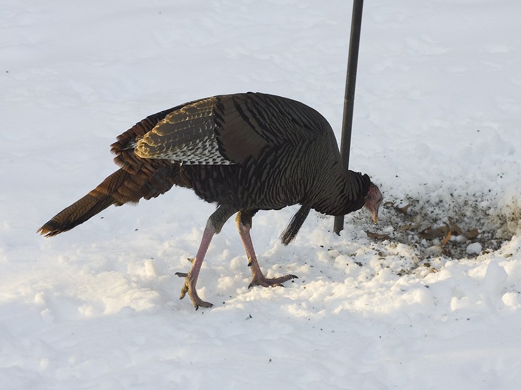 Turkey pecking at seeds below bird feeder in back yard.  Click for next photo.