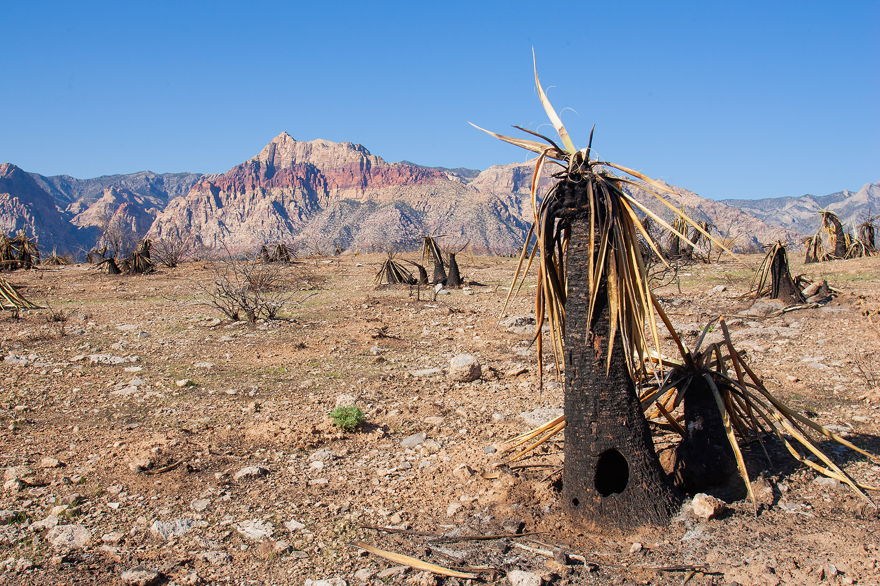 Burned area in Red Rock Canyon, Nevada.  Click for next photo.