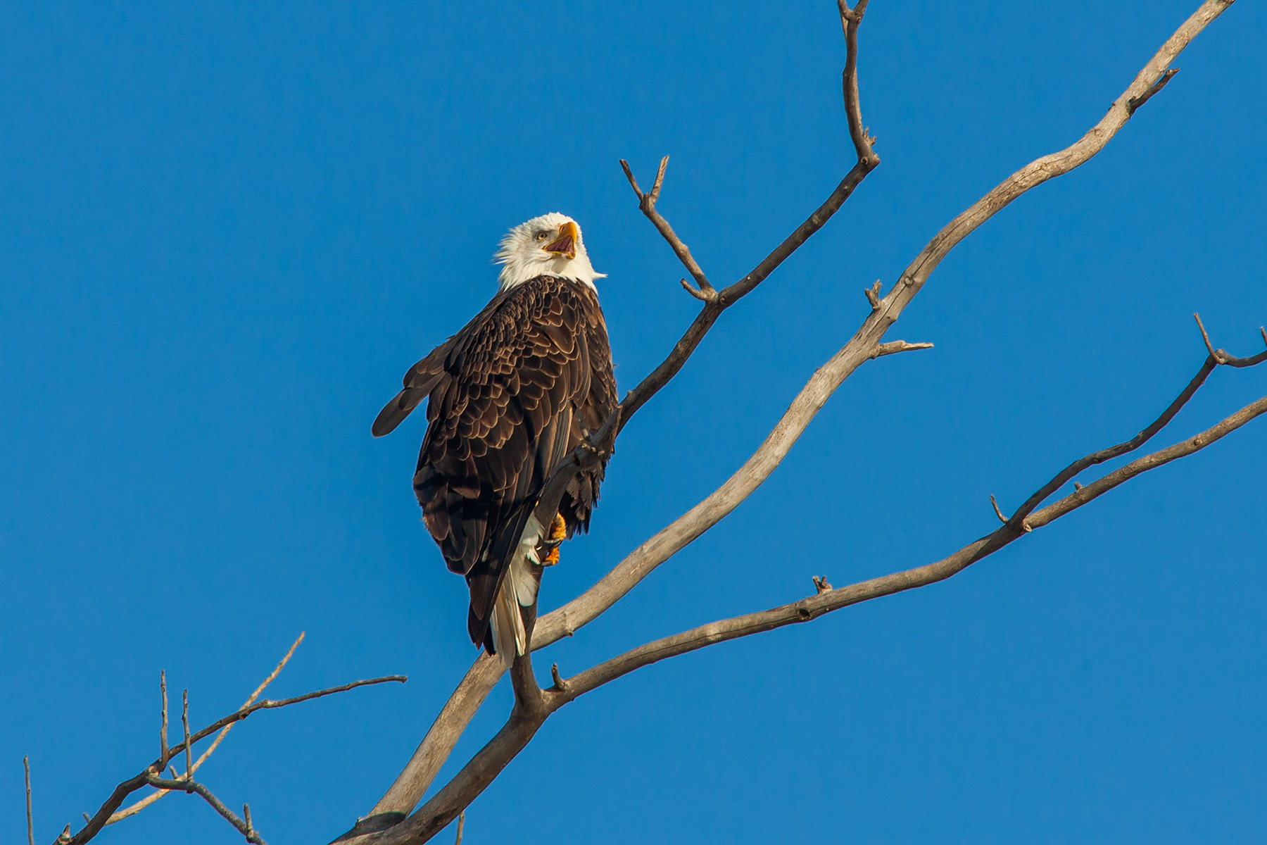 Bald Eagle, Squaw Creek NWR, Missouri.  Click for next photo.