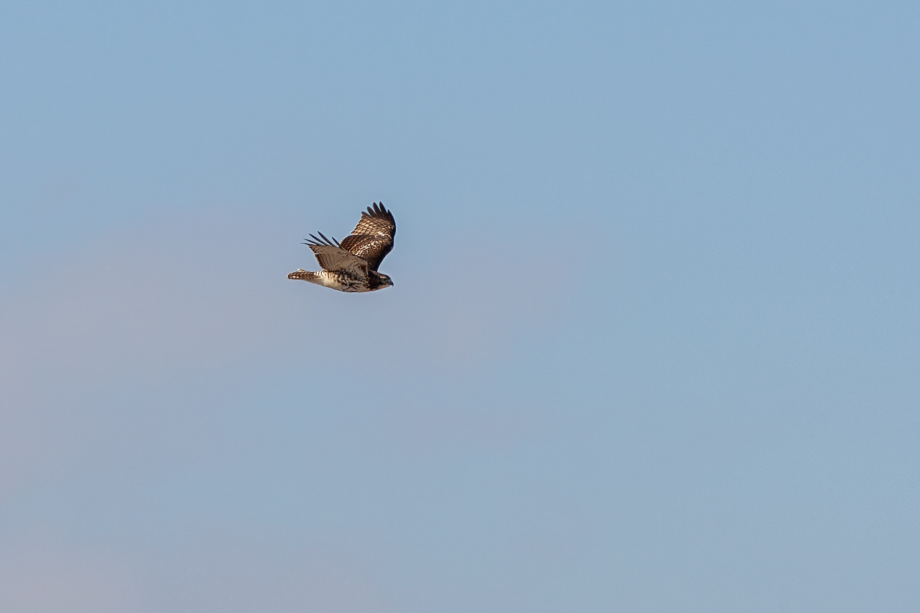 Red-tailed Hawk, Squaw Creek NWR, Missouri.  Click for next photo.