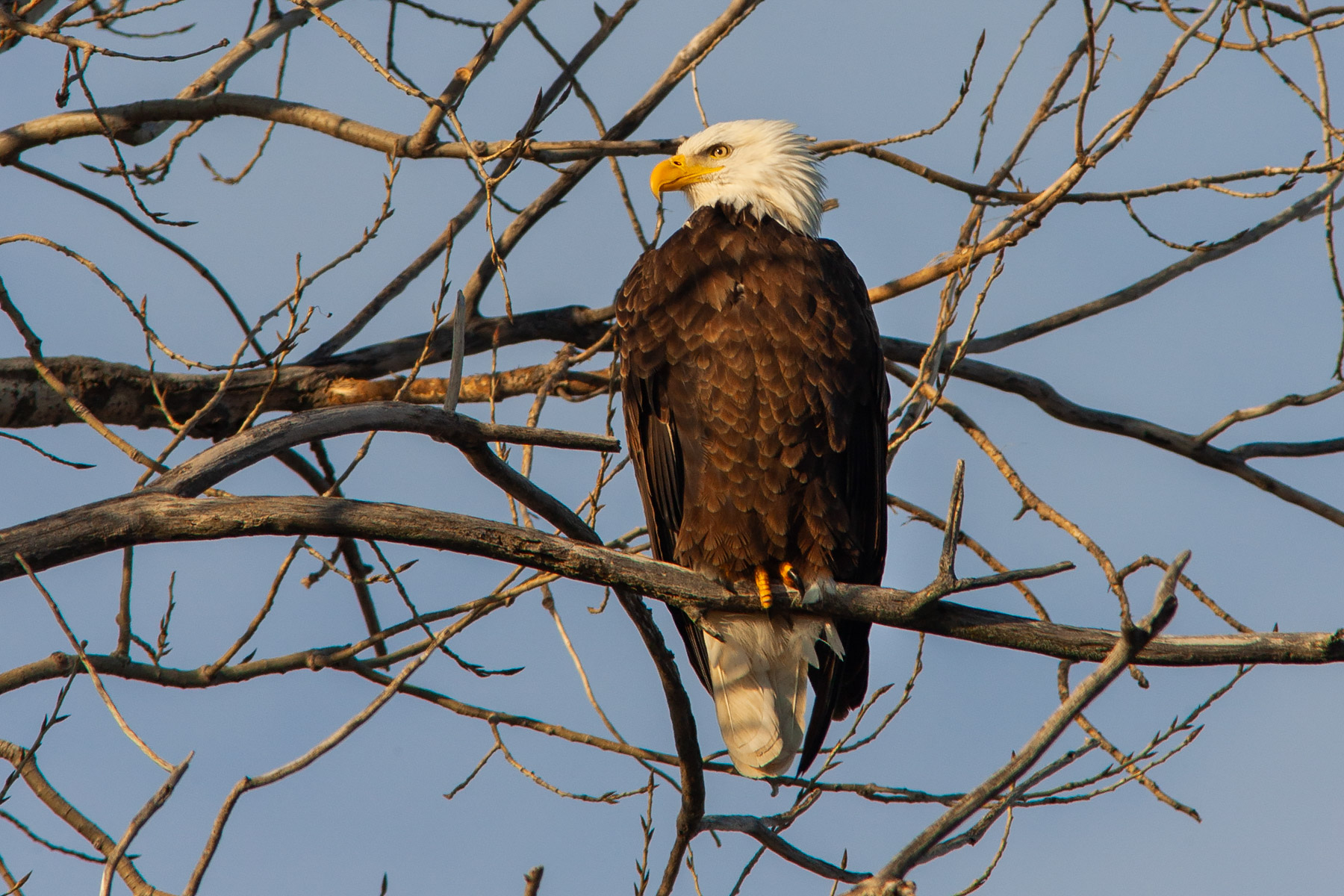 Bald Eagle, Squaw Creek NWR, Missouri.  Click for next photo.