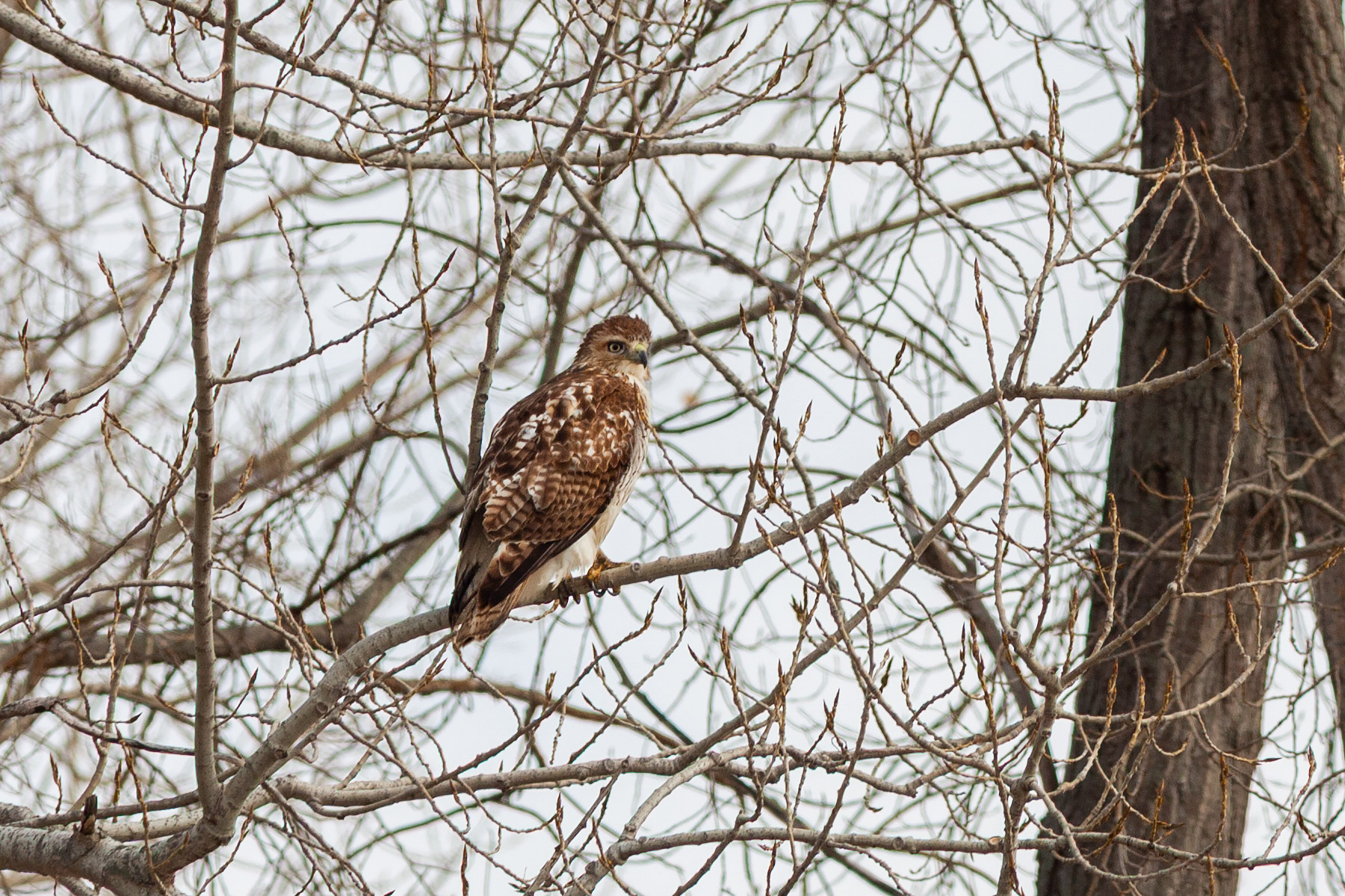 Red-tailed Hawk, Squaw Creek NWR, Missouri.  Click for next photo.