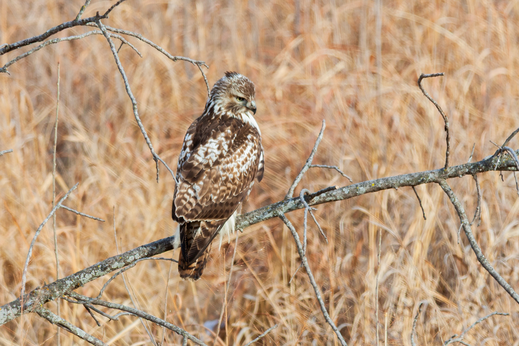 Red-tailed Hawk, Squaw Creek NWR, Missouri.  Click for next photo.