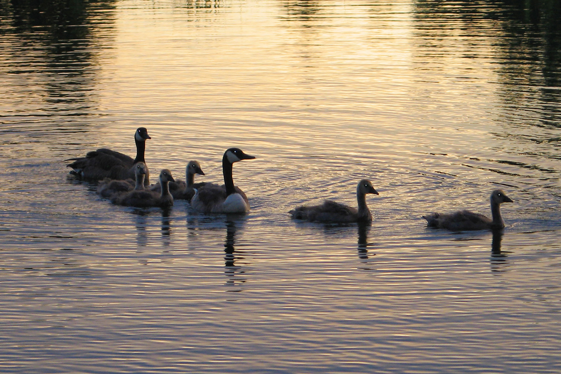 Geese, Hudson Gardens near Denver.  Click for next photo.