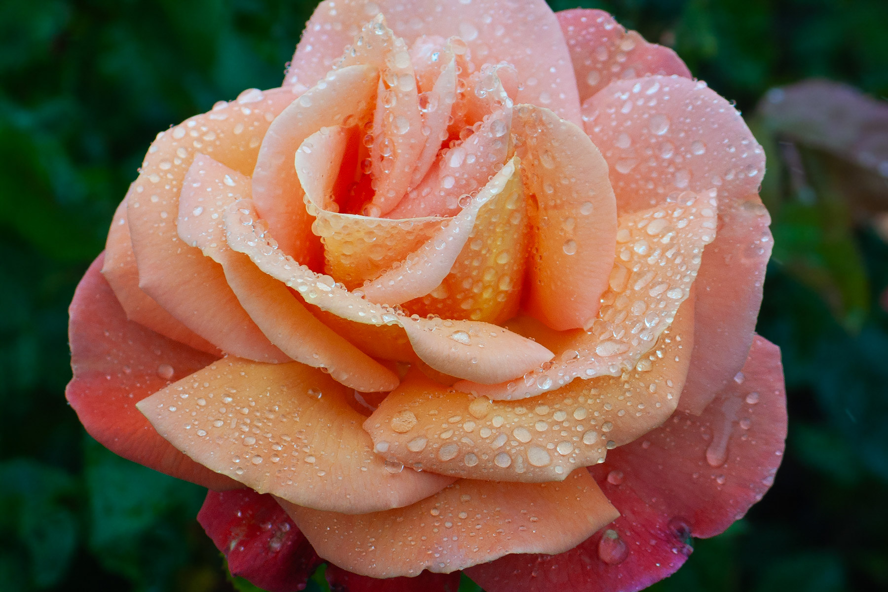 Rose in the rain, Powerscourt Garden, Ireland.  Click for next photo.