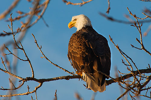 Keokuk Eagle