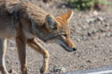 Coyote checks out some road kill in Death Valley.