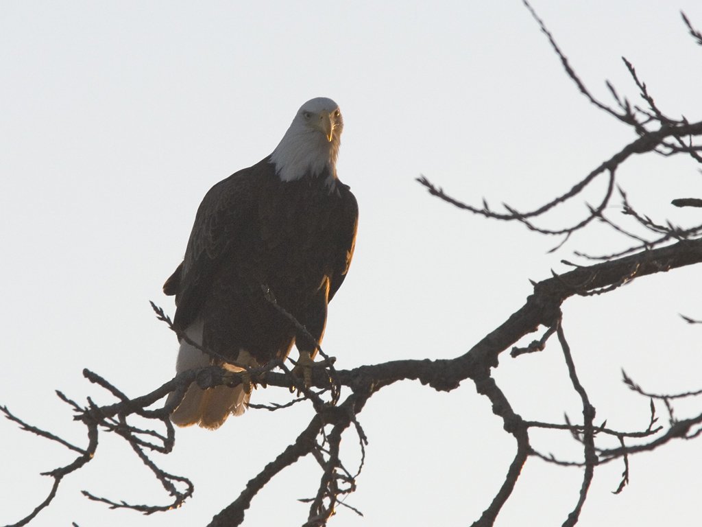 Bald Eagle along the Mississippi River, 2006.  Click for next photo.
