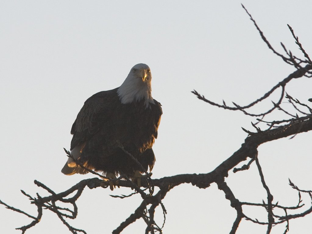Bald Eagle along the Mississippi River, 2006.  Click for next photo.
