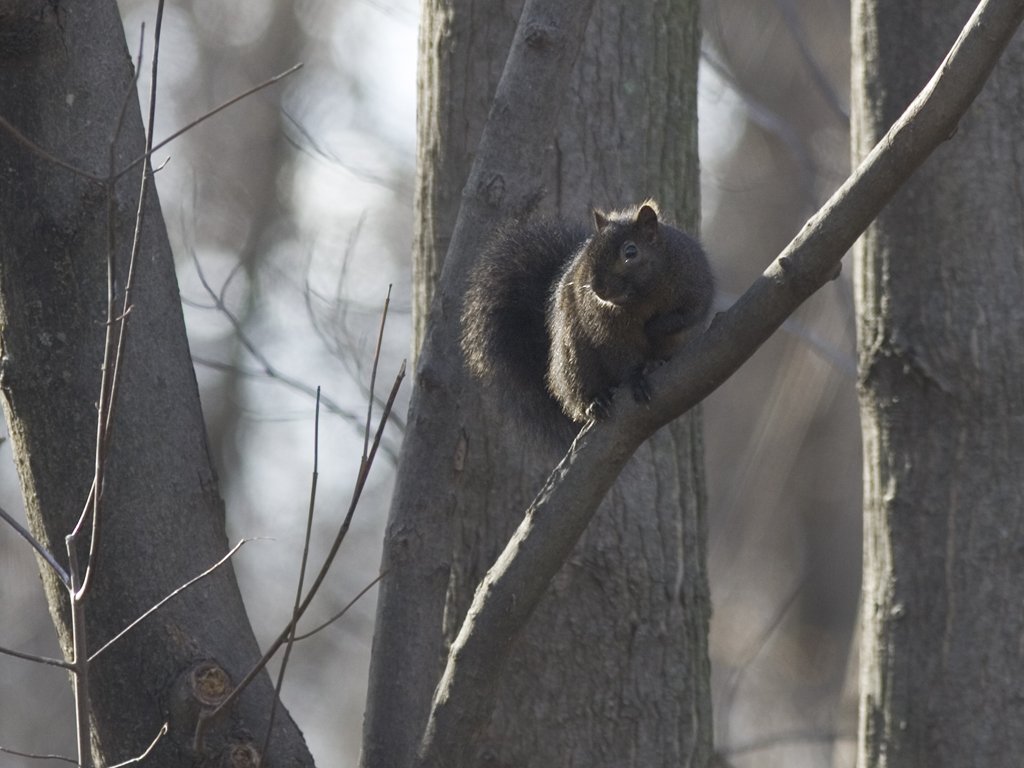 Black Squirrel, Credit Island, Davenport, Iowa.  Click for next photo.