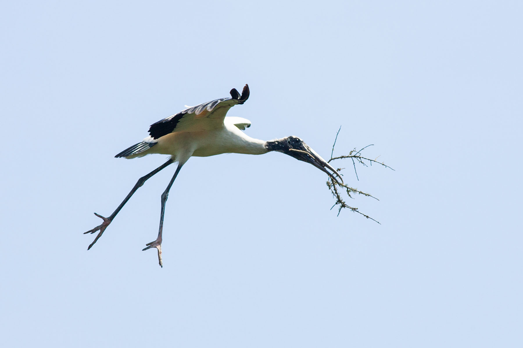 Wood Stork carrying nesting material, St. Augustine Alligator Farm, April 2006.  Click for next photo.