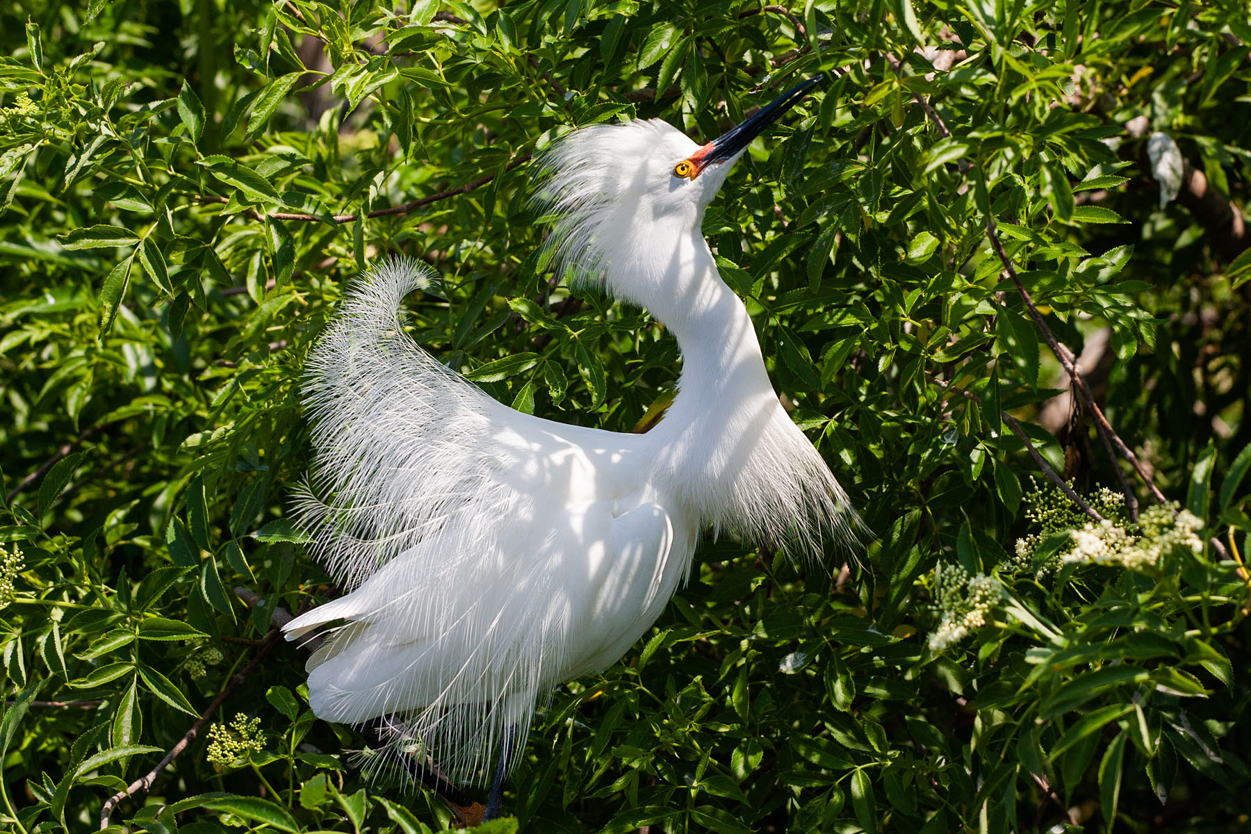 Snowy Egret, St. Augustine Alligator Farm.  Click for next photo.