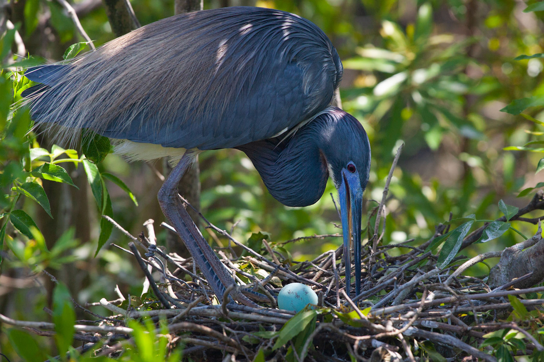 Heron and egg, St. Augustine Alligator Farm, April 2006.  Click for next photo.