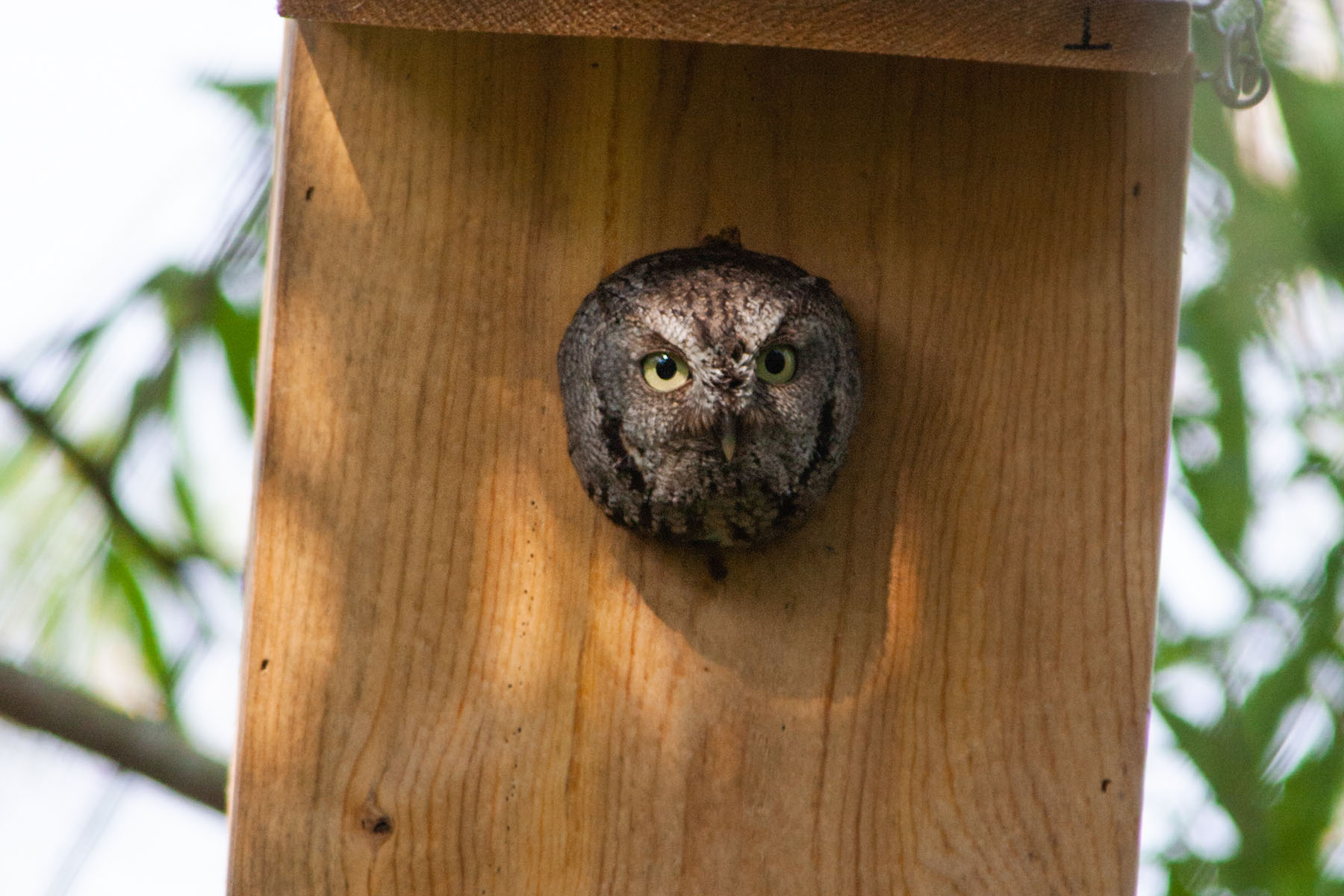 Screech owl in a nest box, Merritt Island NWR, Florida, April 2006.  Click for next photo.