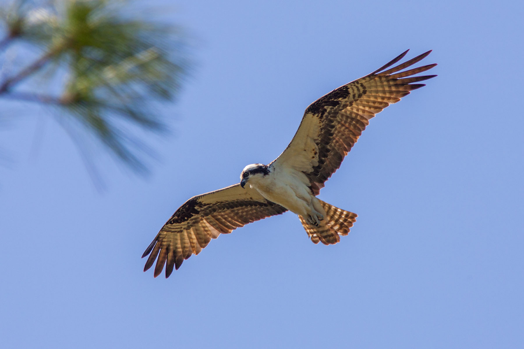 Osprey, Honeymoon Island, Florida, April 2006.  Click for next photo.
