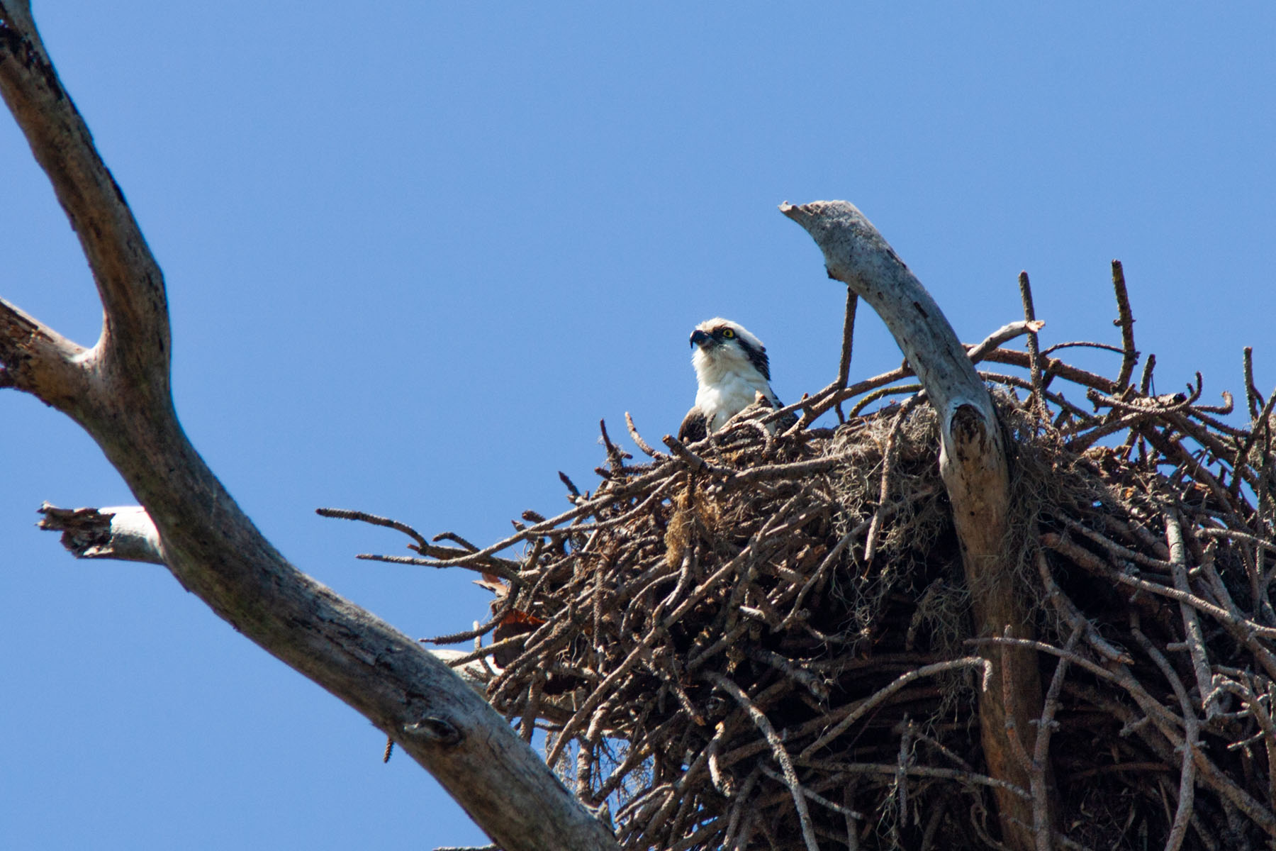 Osprey nest, Honeymoon Island, Florida, April 2006.  Click for next photo.