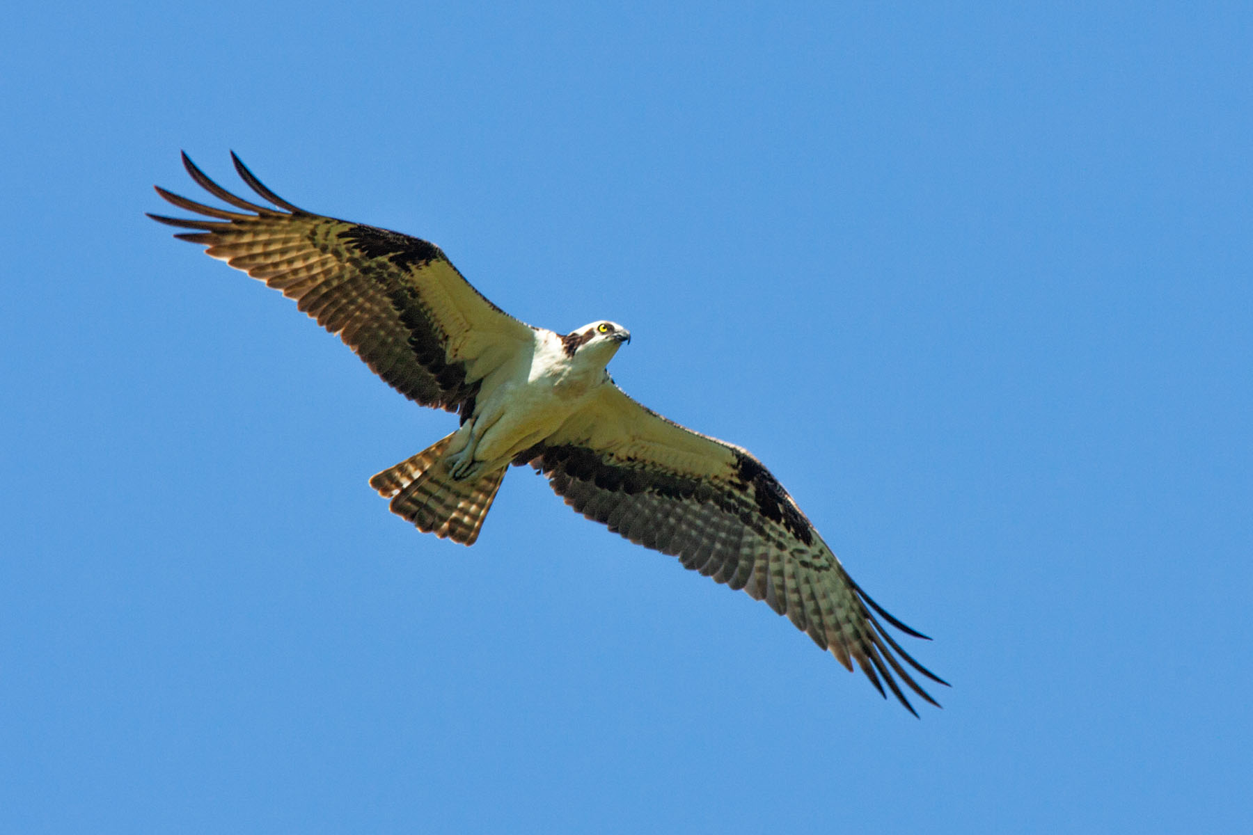 Osprey, Honeymoon Island, Florida, April 2006.  Click for next photo.