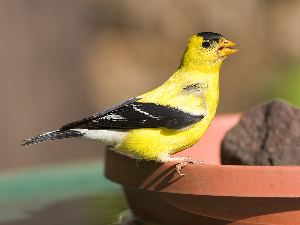 Goldfinch.  Click for next photo.