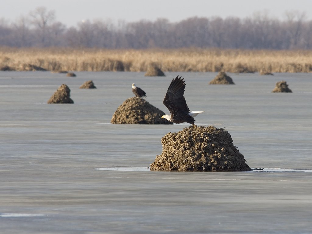 A bald eagle takes off from a muskrat lodge, Squaw Creek National Wildlife Refuge, Missouri, December 2006.  Click for next photo.
