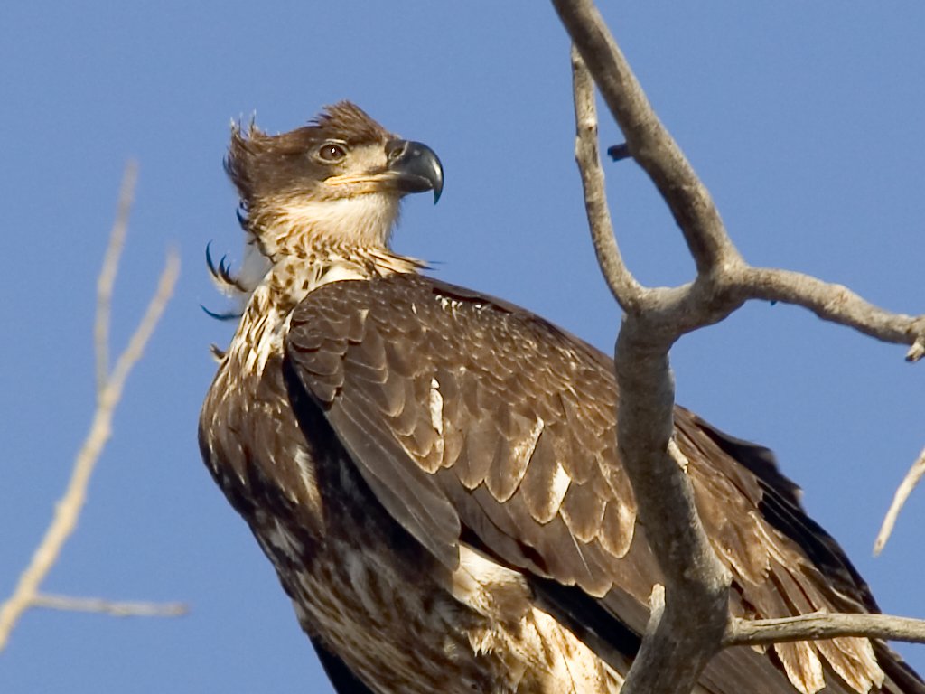 Juvenile bald eagle, Squaw Creek National Wildlife Refuge, Missouri, December 2006.  Click for next photo.