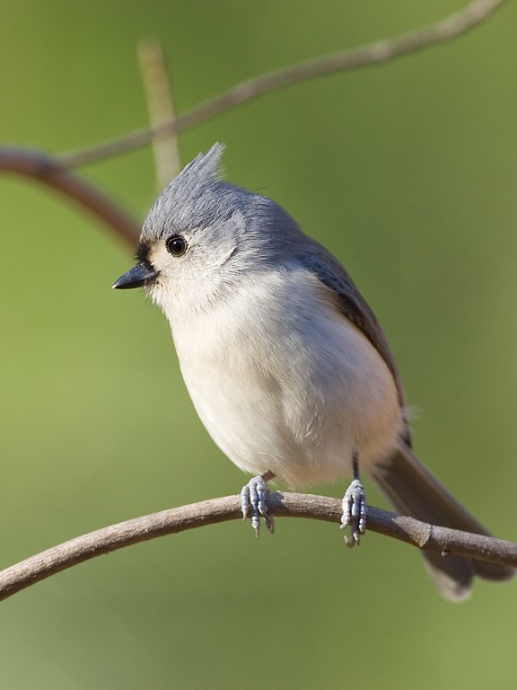 Tufted titmouse 2006.  Click for next photo.