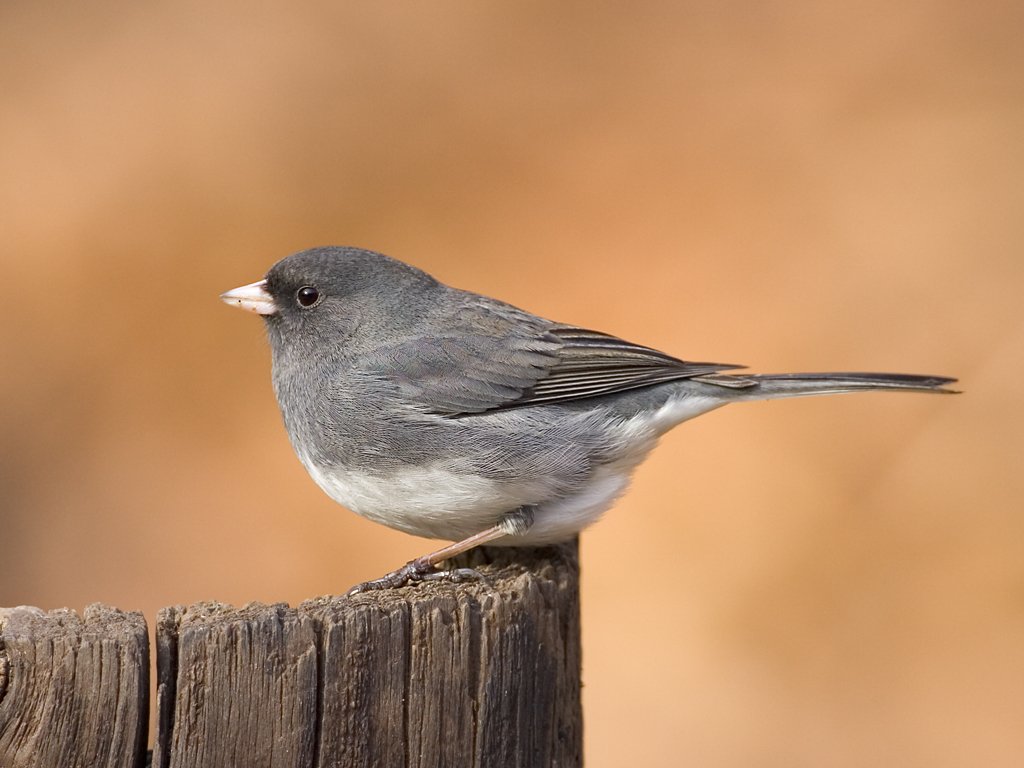 Dark-eyed Junco, slate-colored variety.  Click for next photo.