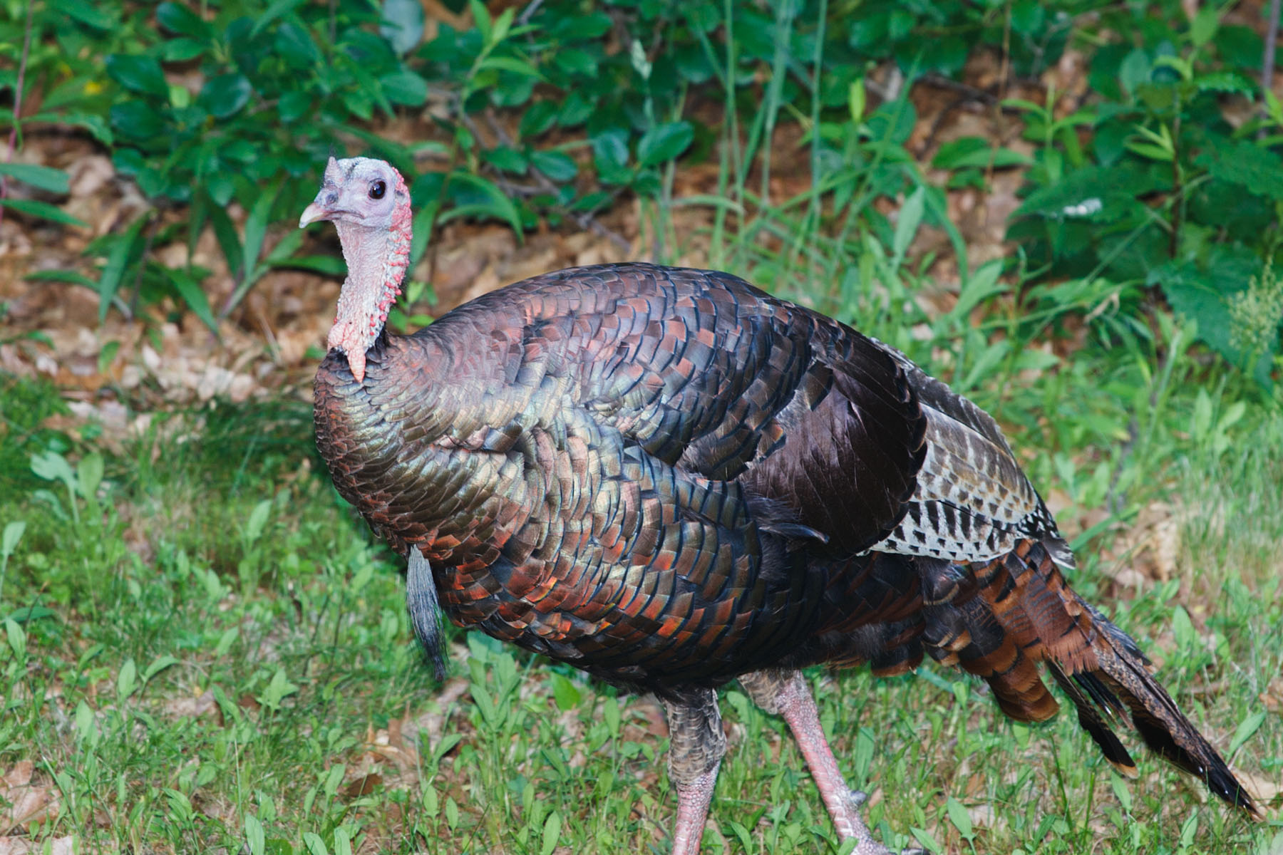 Turkey in yard.  Click for next photo.