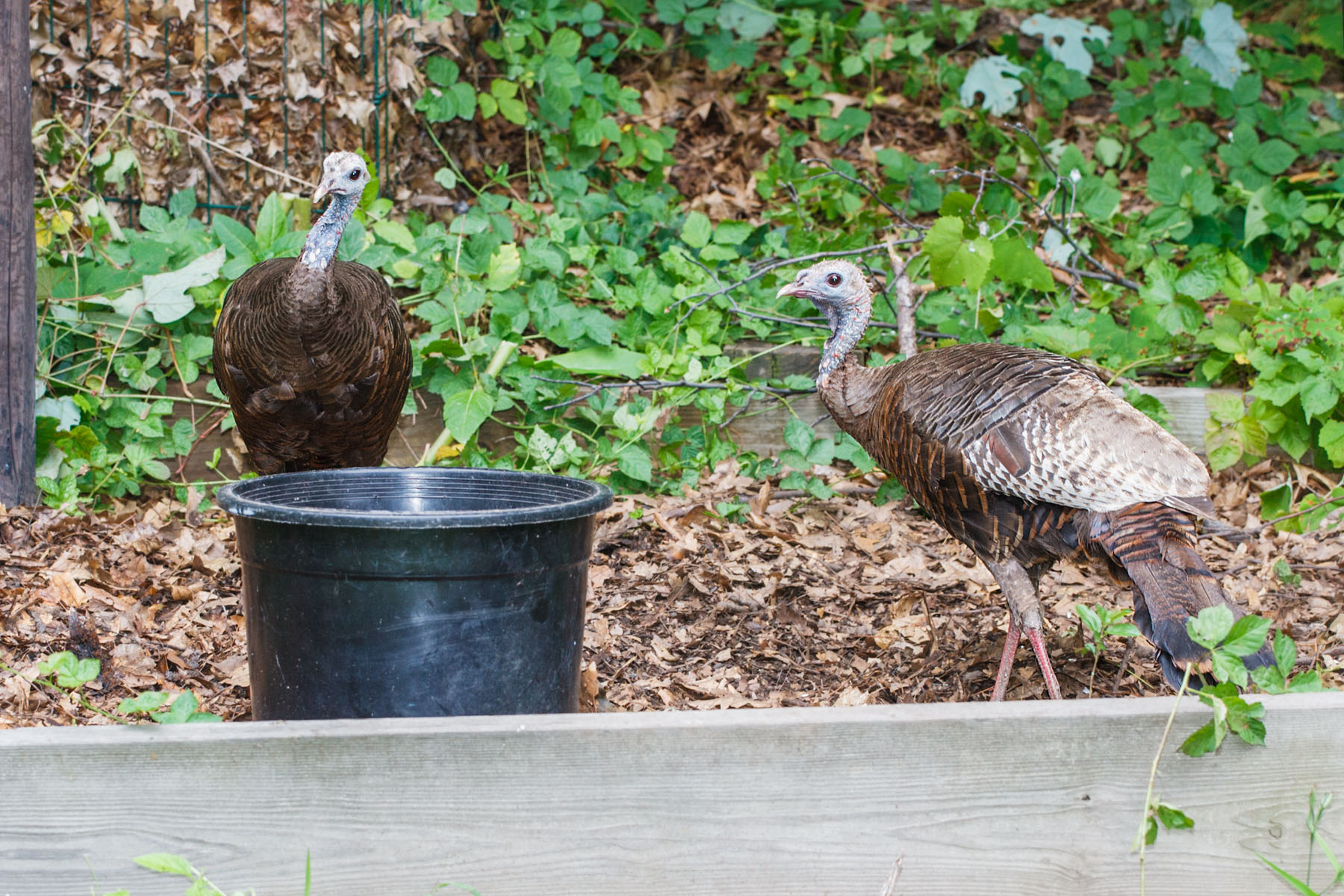 Turkeys checking out the cracked corn in the black pot.  Click for next photo.